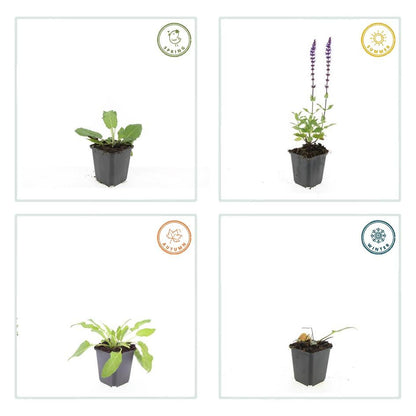 60x Salvia nem. 'Mainacht' - ↕10-25cm - Ø9cm