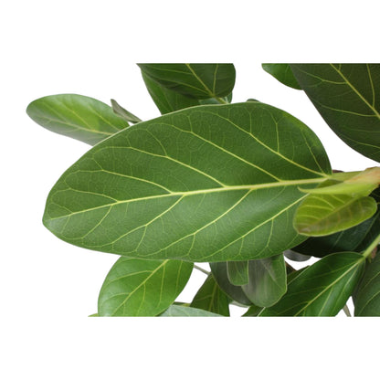 Ficus Benghalensis boom - 150 cm - ø30