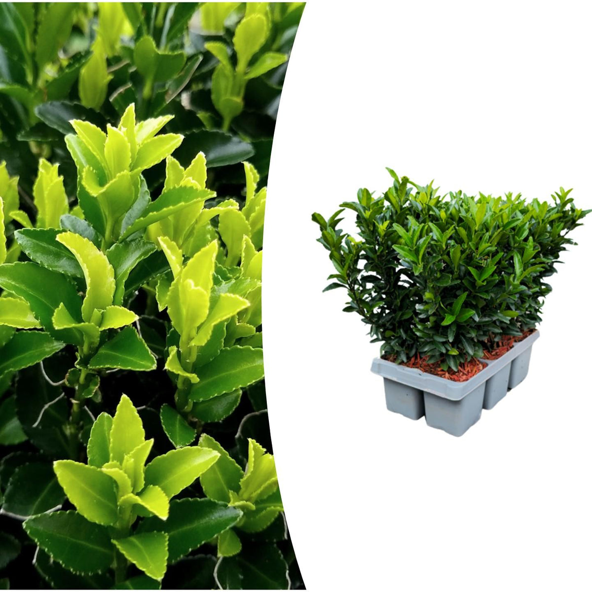 1x 6 pack Euonymus 'Green Spire' -  Ø 7 cm - ↨ 15 cm