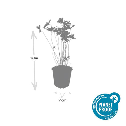 60x Geranium 'Johnson's Blue' - ↕10-25cm - Ø9cm