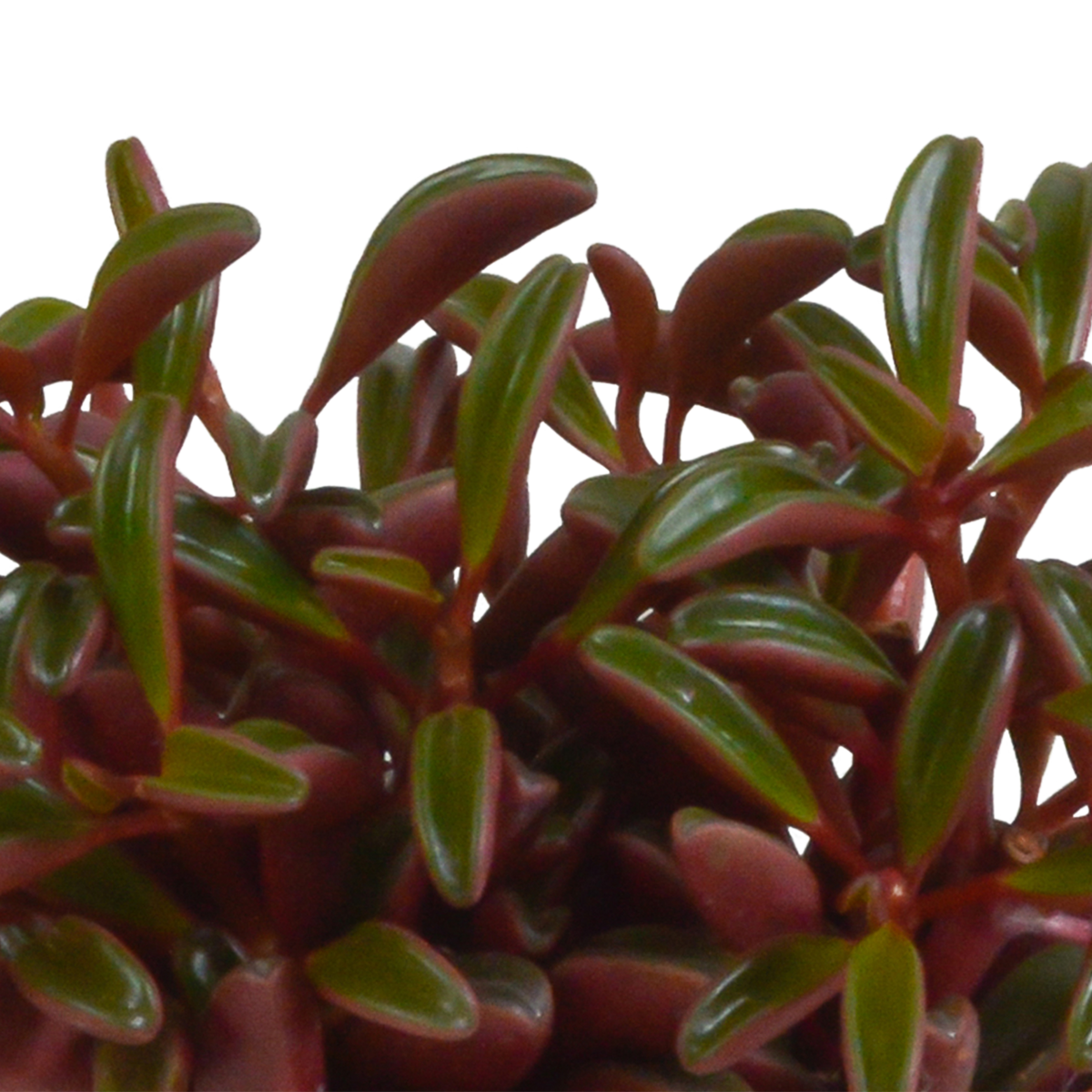 Peperomia graveolens - zonder pot