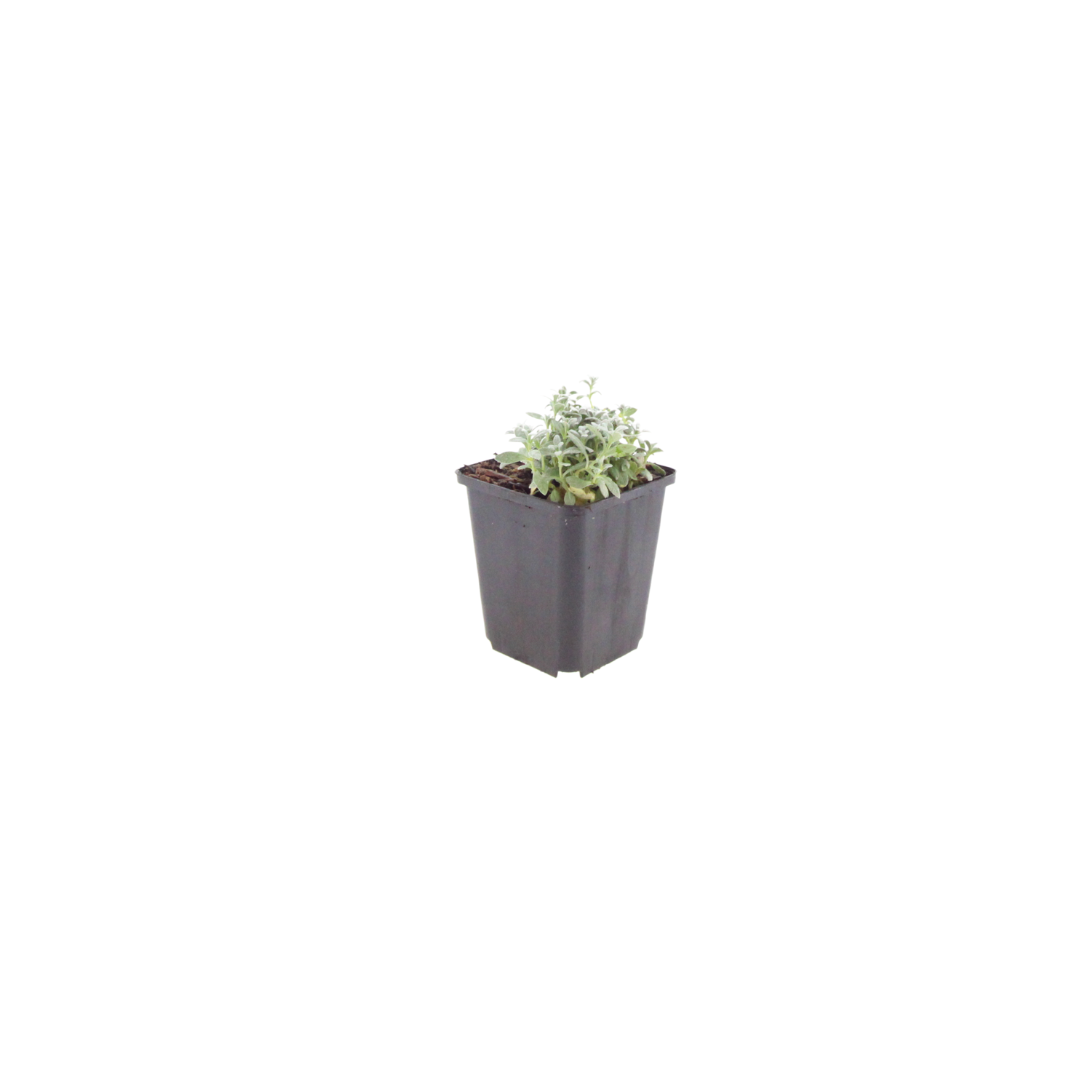 12x Cerastium tomentosum - ↕10-25cm - Ø9cm