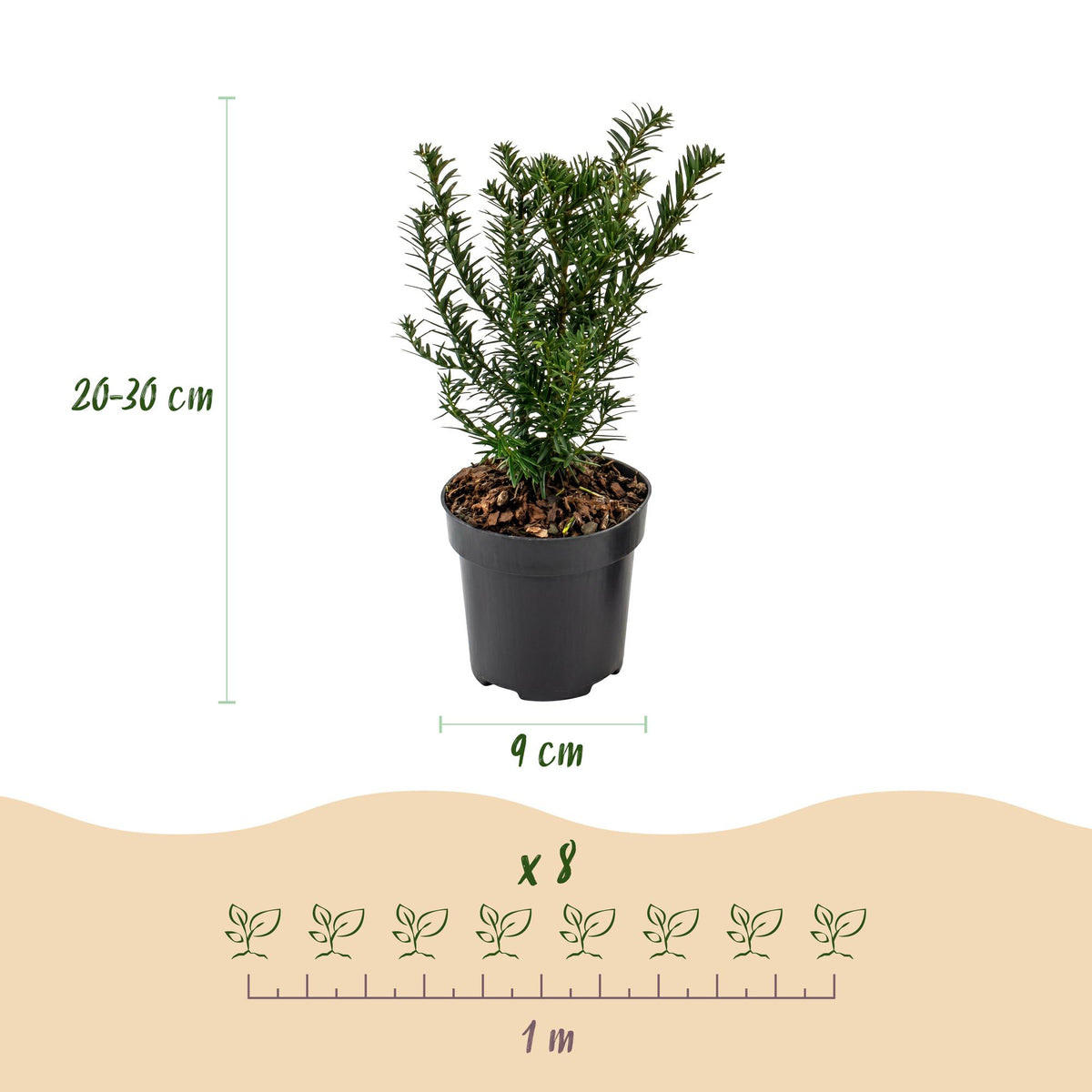 16x Taxus baccata - Venijnboom - Haagplanten - Groenblijvend - Groen - Pot 9cm - Hoogte 20-30cm