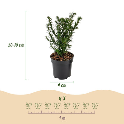 16x Taxus baccata - Venijnboom - Haagplanten - Groenblijvend - Groen - Pot 9cm - Hoogte 20-30cm