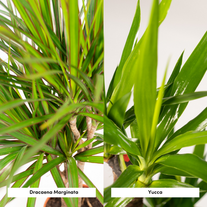 Dracaena - ↨120cm - Ø21cm + Yucca - ↨100cm - Ø21cm