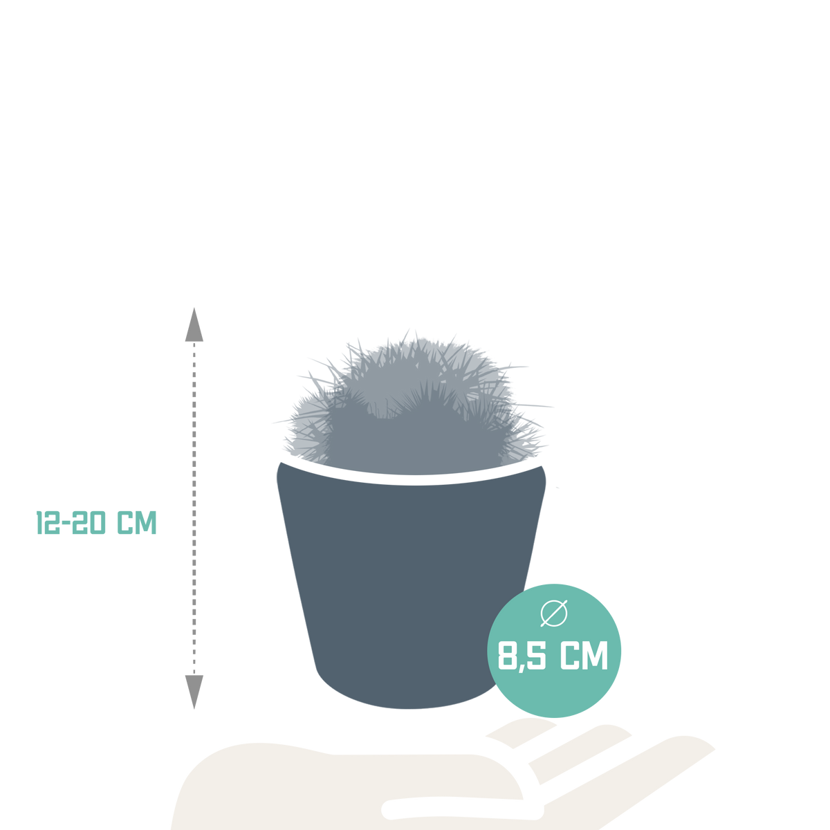 Bolcactus mix 8,5 cm | 3 stuks - in Mexicaanse pot