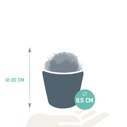 Bolcactus mix 8,5 cm | 3 stuks - in Mexicaanse pot