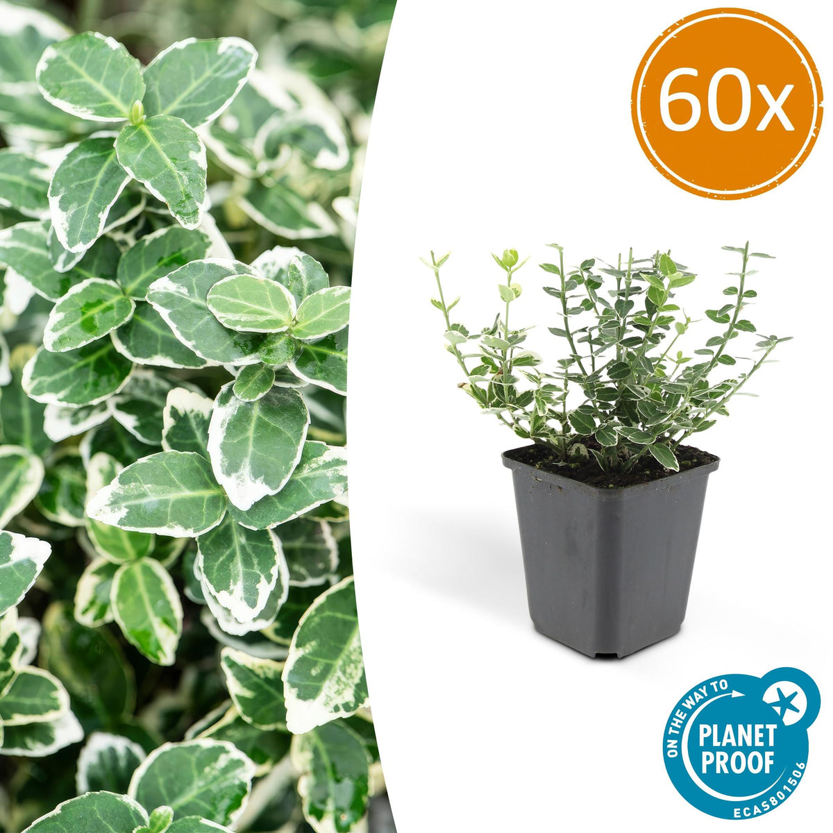 60x Euonymus fort. 'Emerald Gaiety' - ↕10-25cm - Ø9cm
