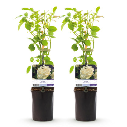 Klimroos - Rosa White Climber - Bloem Wit - Weinig onderhoud - 2 planten - Pot 11cm Hoogte 40cm