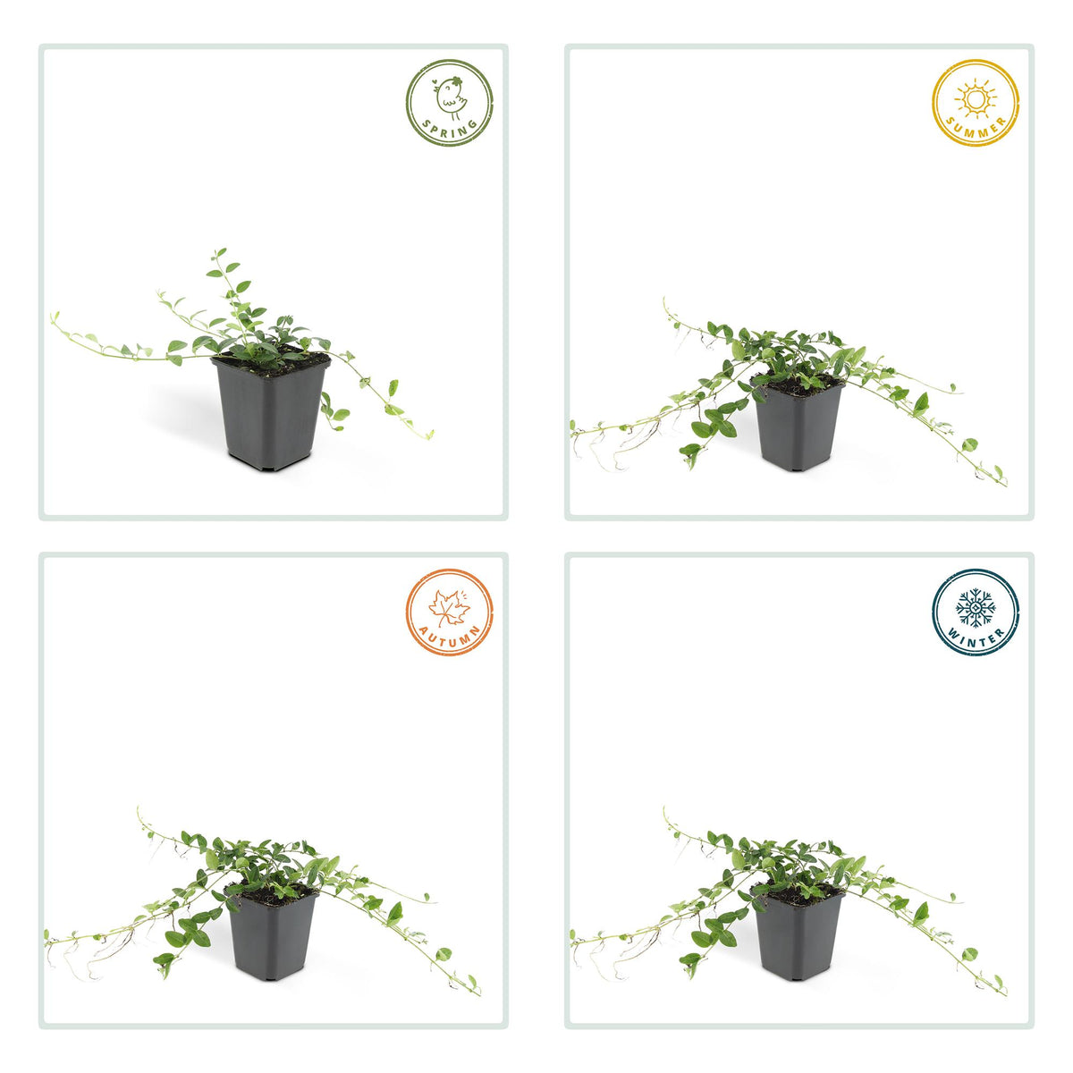 60x Vinca minor 'Alba' - ↕10-25cm - Ø9cm