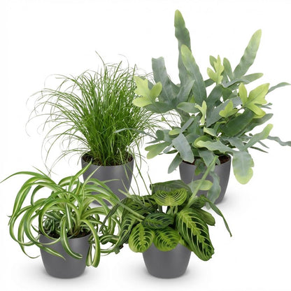 Kamerplant - Chlorophytum - Cyperus - Phlebodium - Marantha - Mix van 4 - Huisdiervriendelijke Planten - Groen - 4 Planten - met Potter Grijs - Pot 12cm - Hoogte 25cm