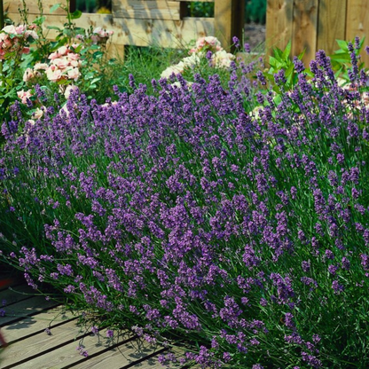 Lavandula 'Munstead' – 6 Pluggen | Kweek & Geniet van Geurende Lavendel