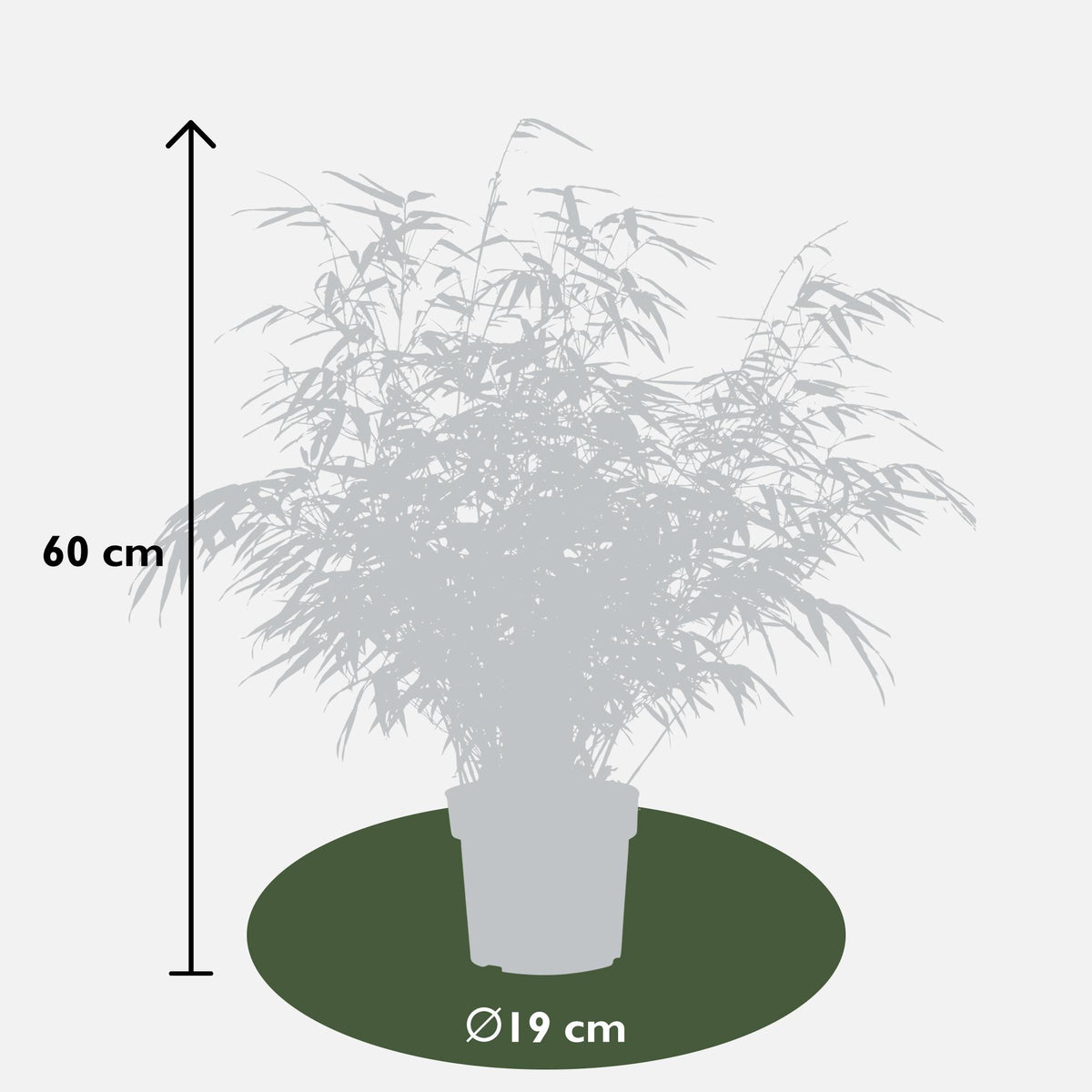 Fargesia rufa - Niet woekerende bamboe - Ø19 - ↨50-60cm
