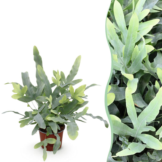 Kamerplant - Phlebodium aureum Blue Star - Blauwe Varen - Huisdiervriendelijke Plant - Blauw - 1 Plant - Pot 12cm - Hoogte 25cm