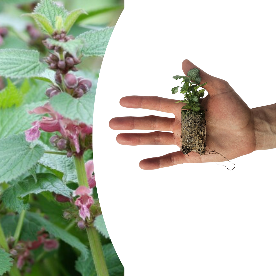 Lamium – 6 Pluggen | Kweek & Geniet van een Prachtige Bodembedekker