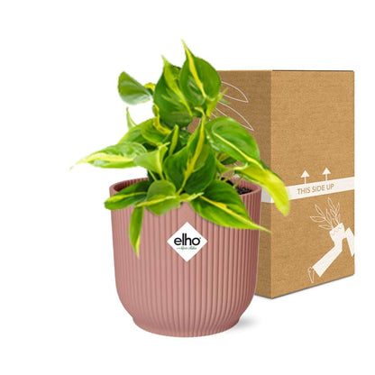 Philodendron Scandens ‘Brasil’ in ELHO Vibes Fold 14cm roze