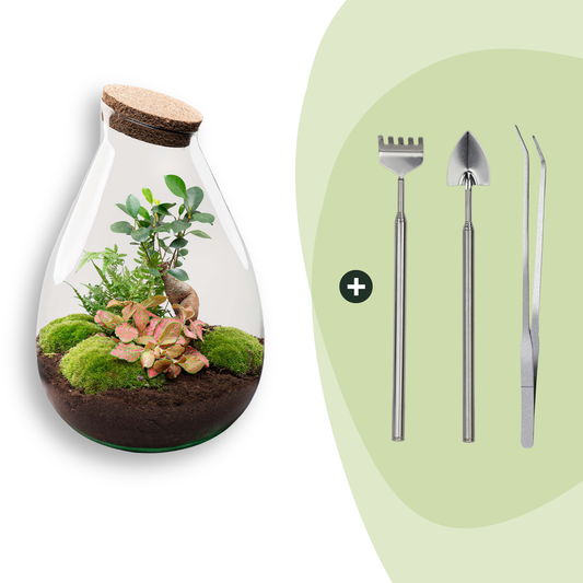 DIY Planten terrarium - Drop XL Bonsai 'red' - Ø 24 cm ↑ 37 cm - Rake + Shovel + Tweezer