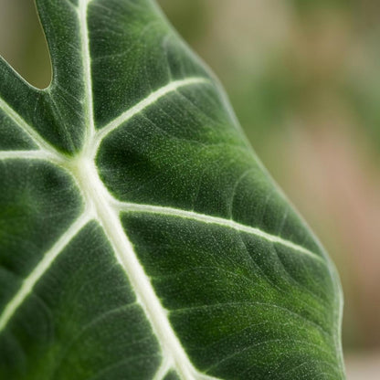 Kamerplant - Olifantsoor - Alocasia Frydek - Groen - Weinig onderhoud - 1 Plant - met Potter Wit - Pot 19cm - Hoogte 60cm