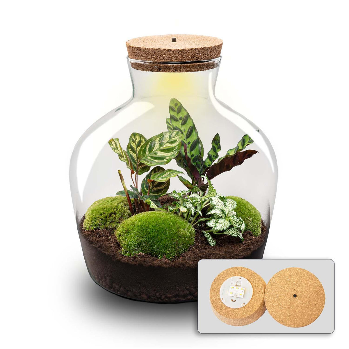 DIY Planten terrarium met licht -  Fat Joe - Ø 29 cm ↑ 30 cm - Rake + Shovel + Tweezer + Scissors