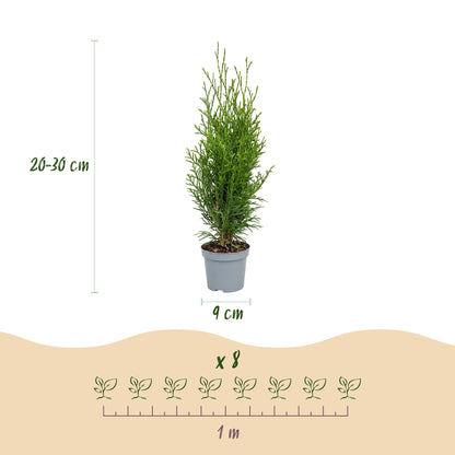 16x Thuja occidentalis Smaragd - Levensboom - Haagplanten - Groenblijvend - Groen - Pot 9cm - Hoogte 20-30cm