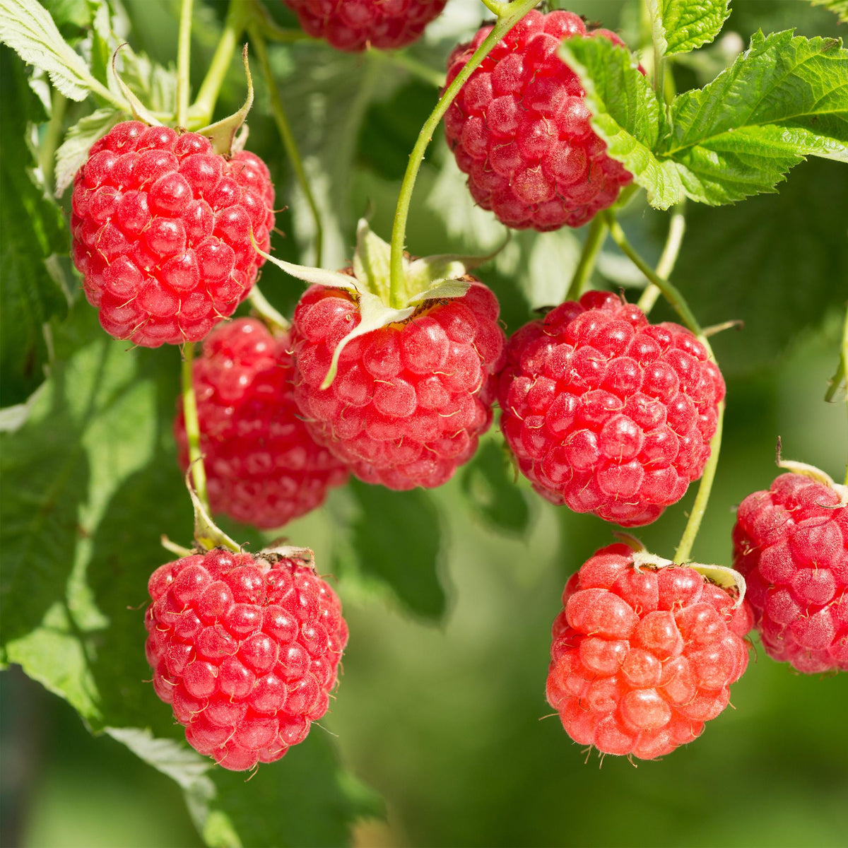 Fruitplant - Framboos - Rubus Mailing Promise  - Rode Framboos - 2 planten -  Pot 11cm Hoogte 40cm