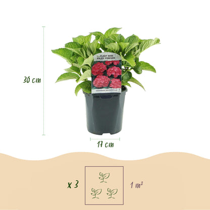 Hortensia - Hydrangea macrophylla Red - Bloem Rood - 1 Plant - Bladverliezend - Weinig Onderhoud - Pot 17cm Hoogte 30cm