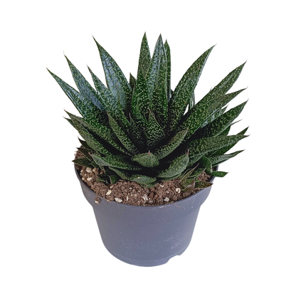 Gasteria 'd Due 17cm