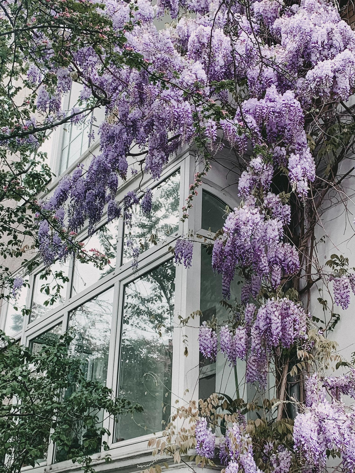 Wisteria floribunda 'Naga Noda' - Paarse regen - Ø15cm - ↕65cm