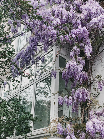 Wisteria floribunda 'Naga Noda' - Paarse regen - Ø15cm - ↕65cm