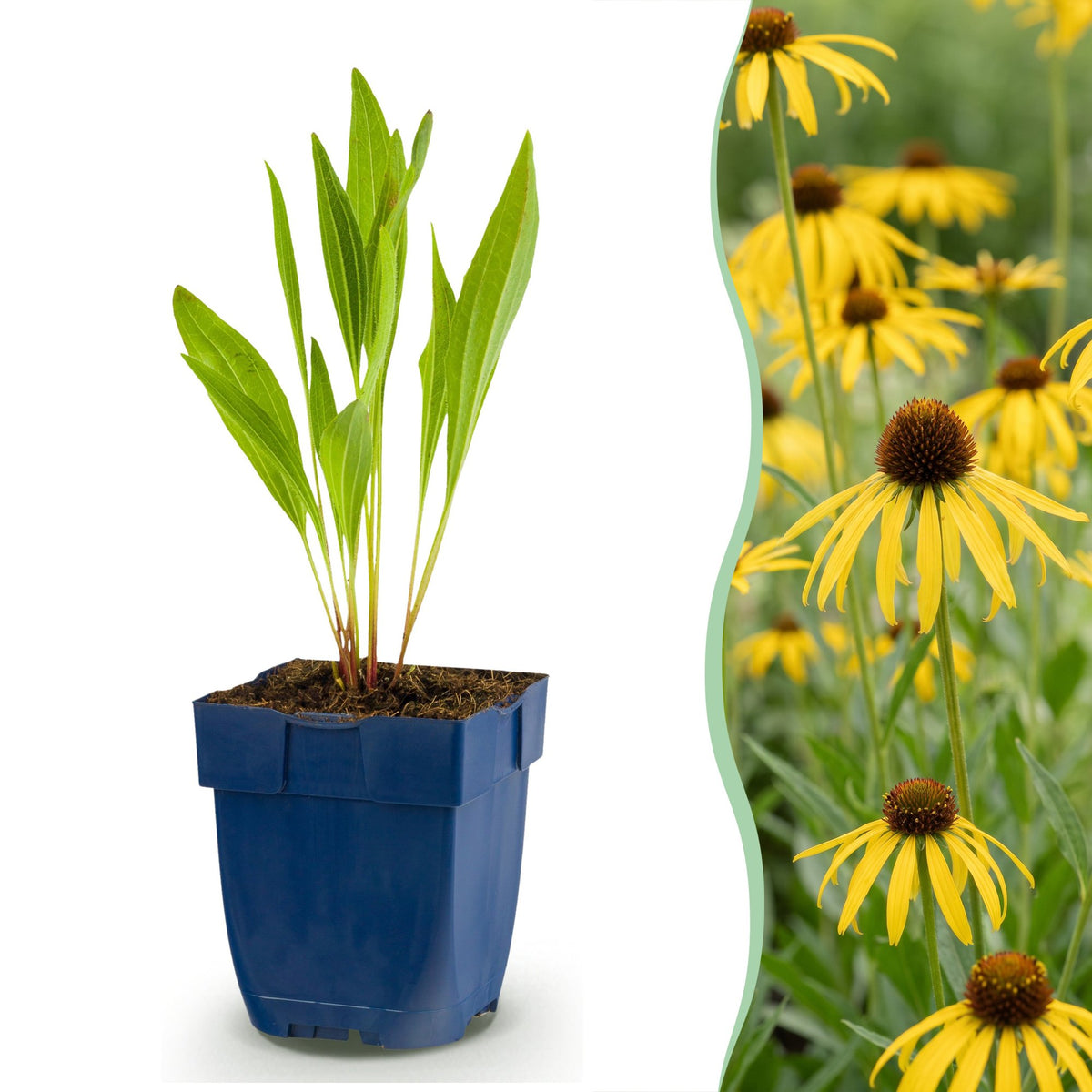 Vasteplant - Echinacea paradoxa - Zonnehoed - Bijen- en vlinderlokkers - Geel - 6 Planten - Pot 11cm - Hoogte 15-25cm