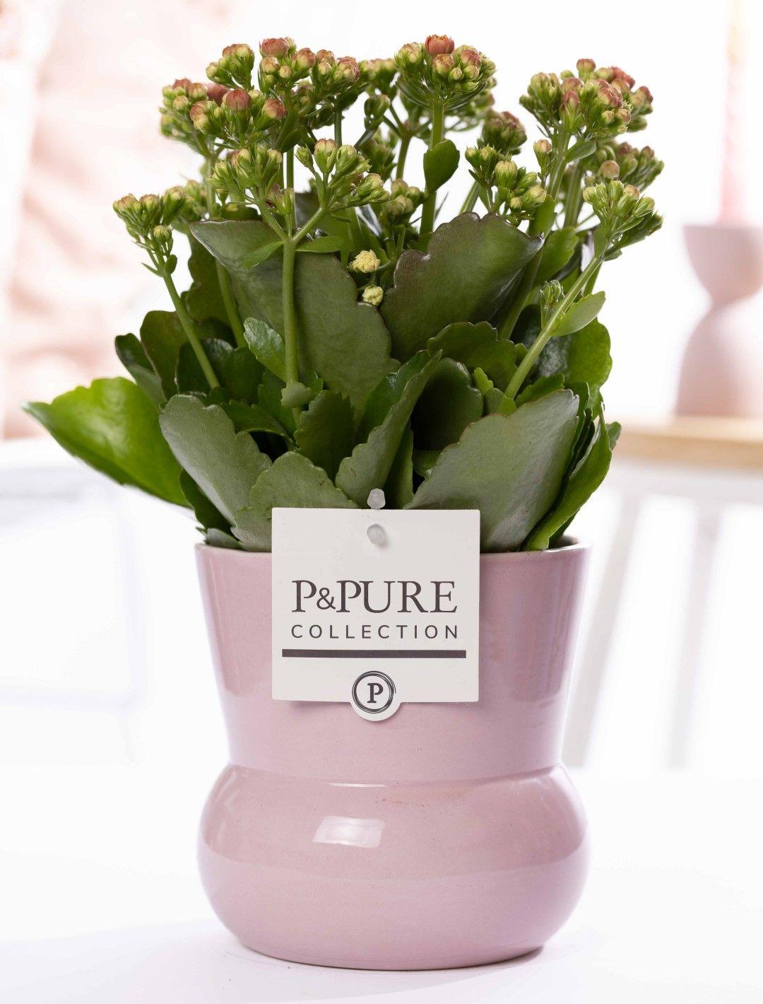 Kalanchoe Pink In P&PURE Plant Vase Maxima Pink - Ø12cm - ↕27cm