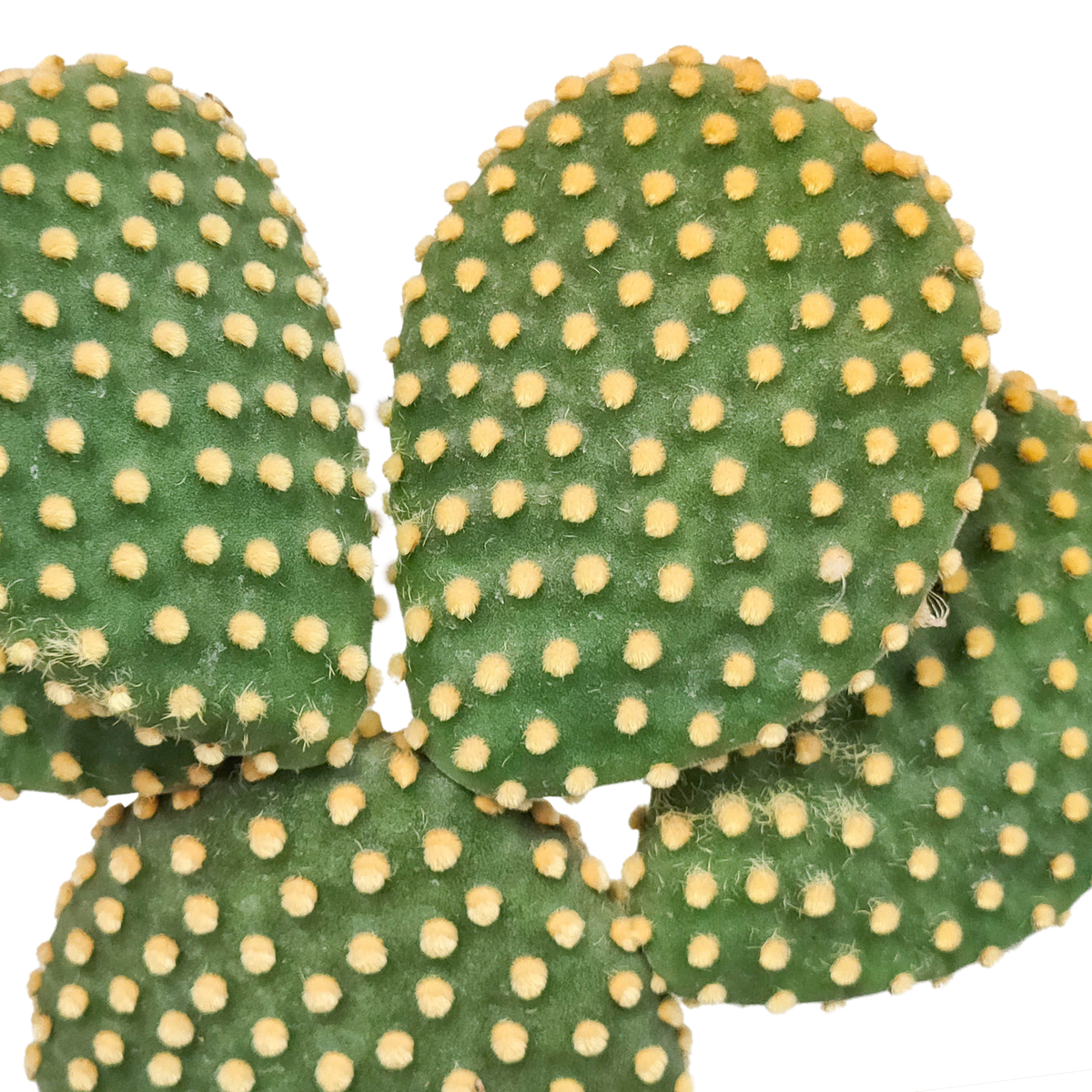 Opuntia microdasys - 17cm - zonder pot