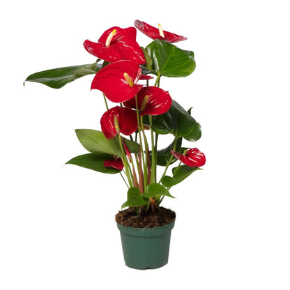 Anthurium Red - Ø12cm - ↕40cm