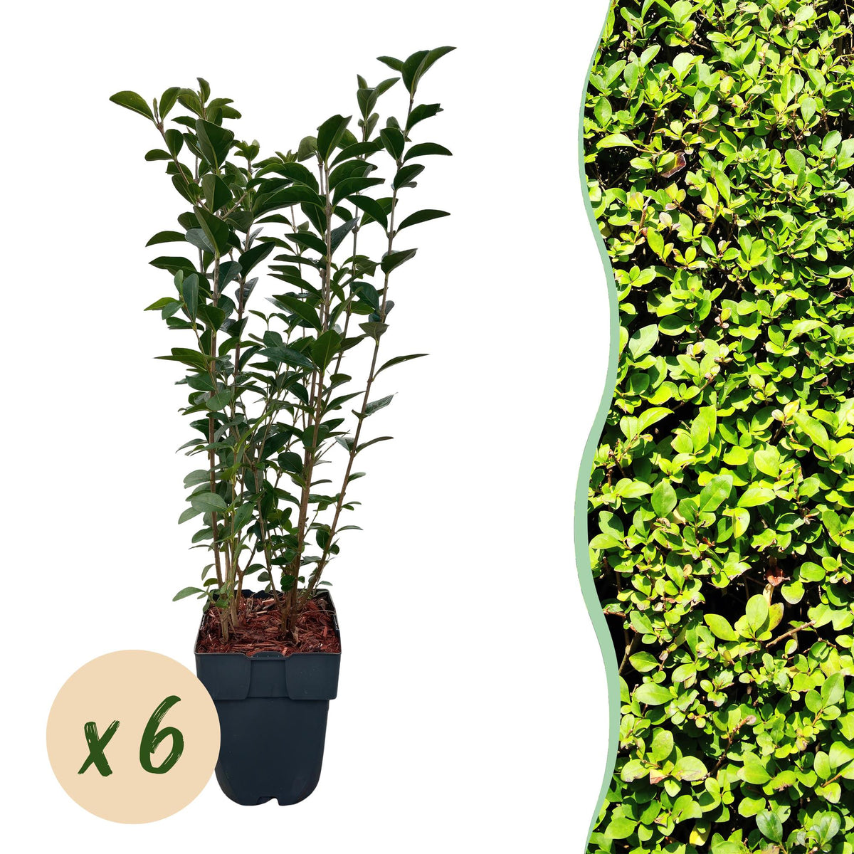 Haagplanten - Ligustrum ovalifolium -  blad groen - 6 planten - 1 strekkende meter - groenblijvend - pot 17cm hoogte 55cm