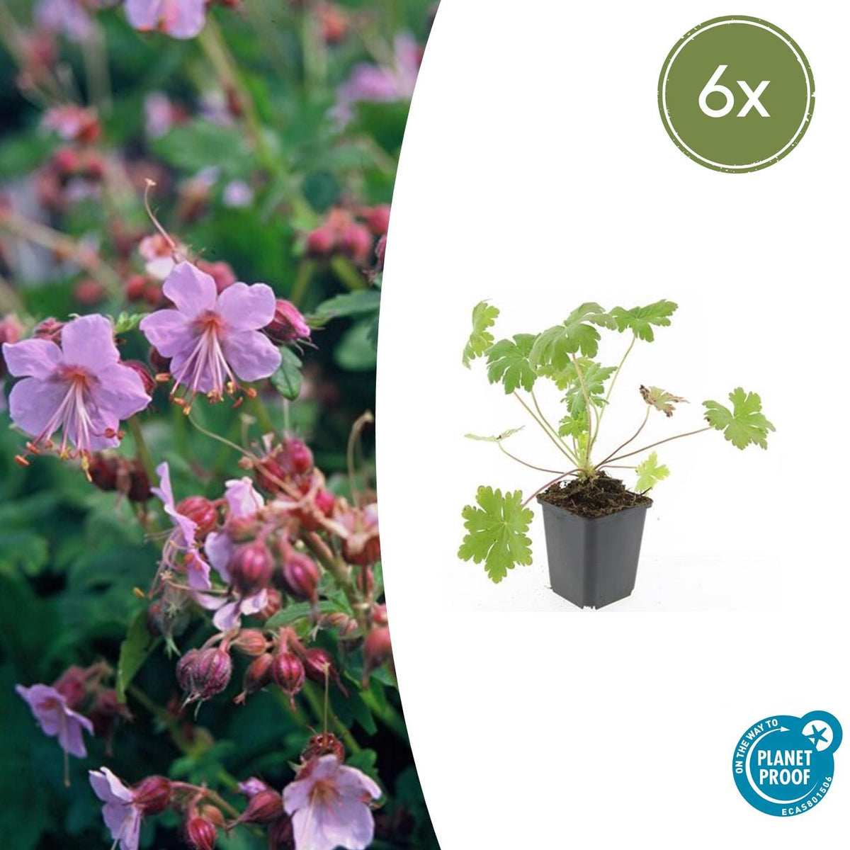 6x Geranium macr. 'Ingwersen's Var.' - ↕10-25cm - Ø9cm