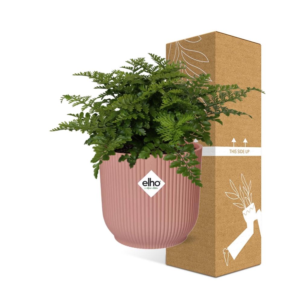 Asplenium Parvati in ELHO Vibes Fold 14cm roze