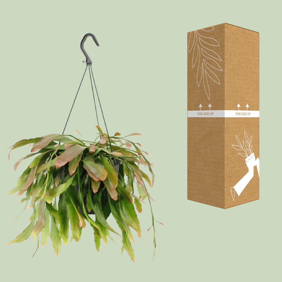 Rhipsalis Red Coral - Ø17cm - ↕25cm