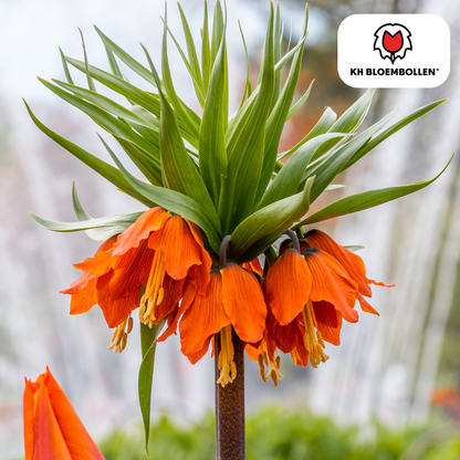 Fritillaria Keizerskroon Rubra rood/oranje 5 stuks