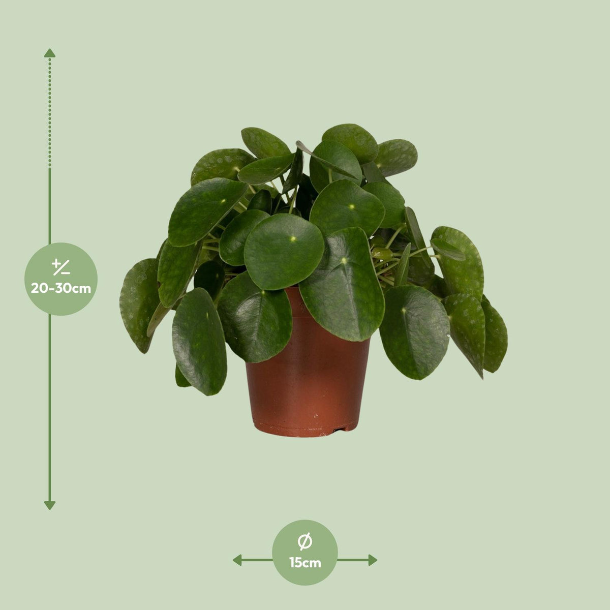 Pilea Peperomiodes - Pannekoekenplant - Ø15cm - ↕25cm