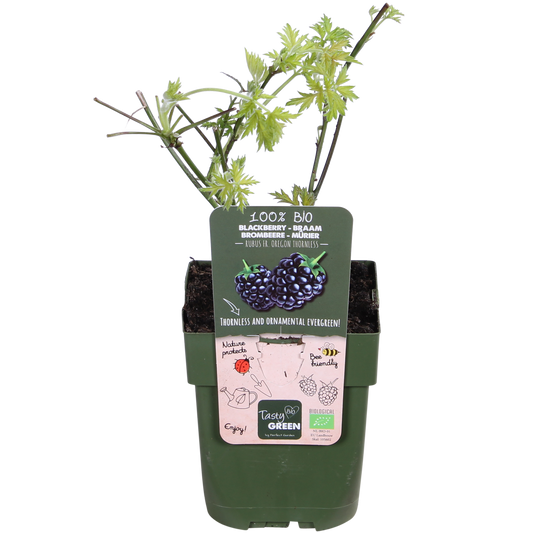 Rubus fruticosus 'Thornless Evergreen' - Doornloze Braam - Ø13cm - ↕45cm