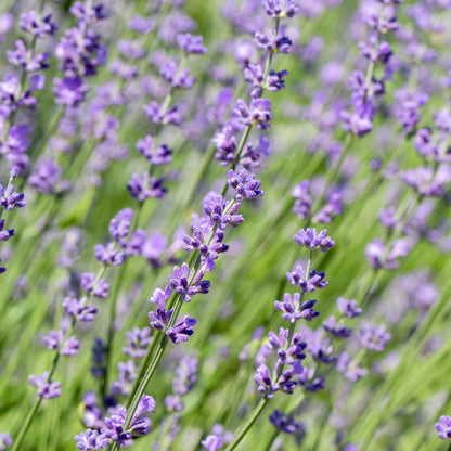 Haagplanten - Lavandula angustifolia Hidcote -  blad grijs - 6 planten - 1 strekkende meter - groenblijvend - pot 17cm hoogte 30cm