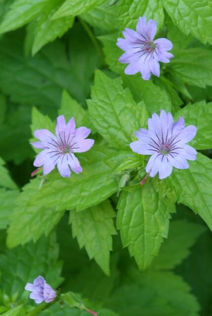 12x Geranium nodosum - ↕10-25cm - Ø9cm