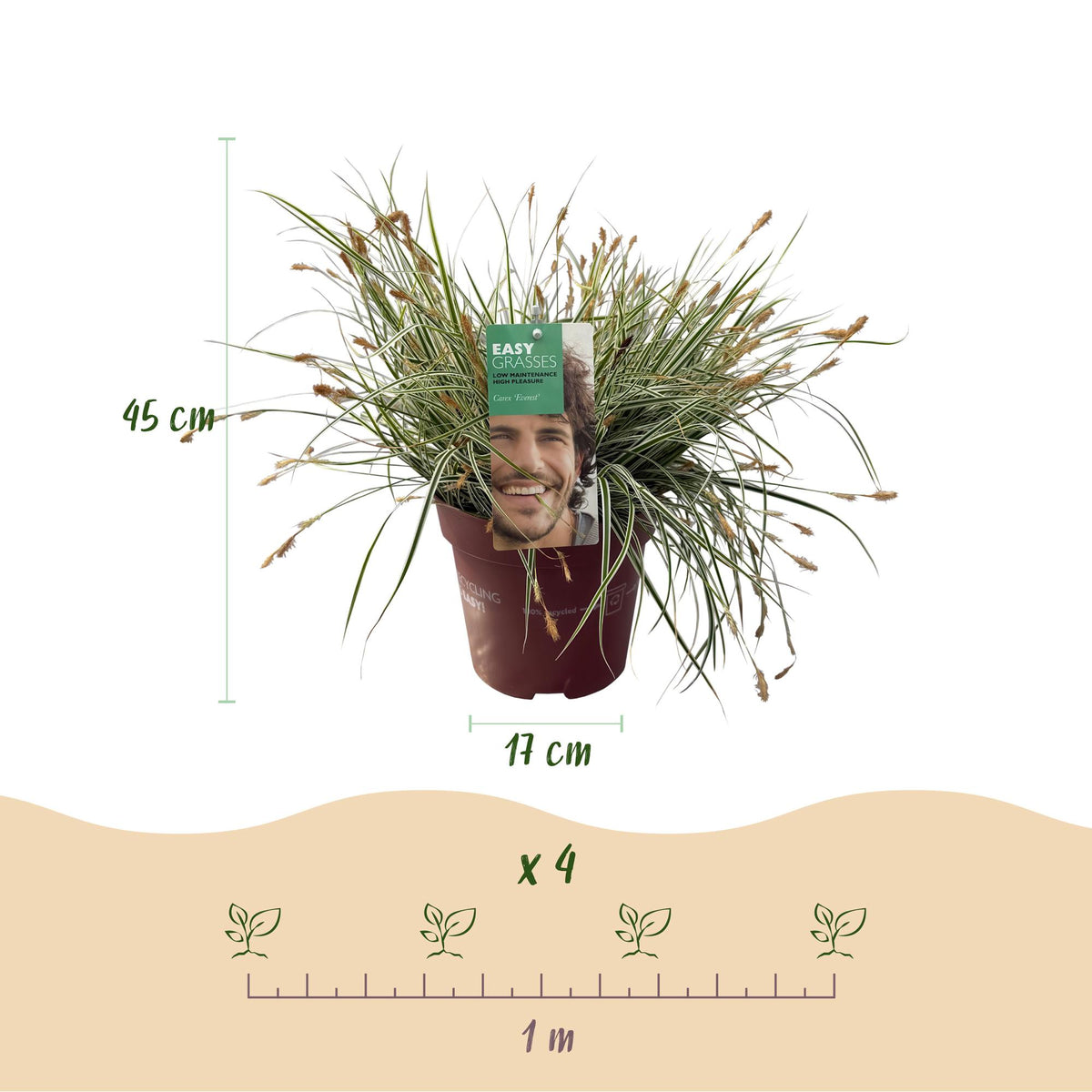 Siergrassen - Carex oshimensis Everest - Wit en Groen - 2 Planten - Bladhoudend - Weinig Onderhoud - Pot 17cm Hoogte 50cm