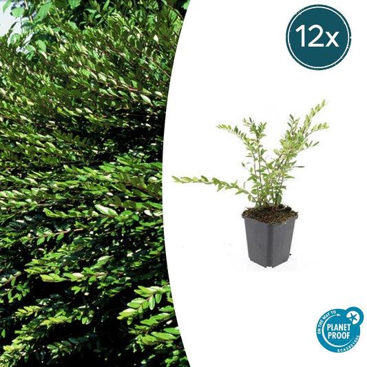 12x Lonicera pileata - ↕10-25cm - Ø9cm