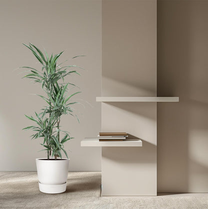 Dracaena Warneckei - 130 cm - ø27