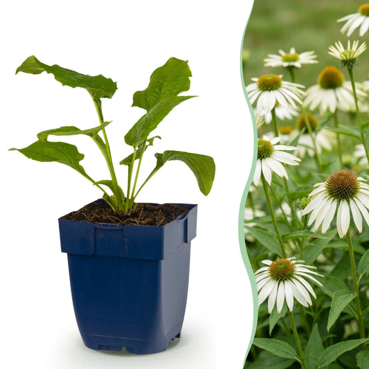 Vasteplant - Echinacea purp. Alba - Zonnehoed - Bijen- en vlinderlokkers - Wit - 6 Planten - Pot 11cm - Hoogte 15-25cm