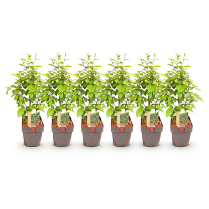 Haagplanten - Carpinus betulus -  blad groen - 6 planten - 1 strekkende meter - bladverliezend - pot 17cm hoogte 55cm
