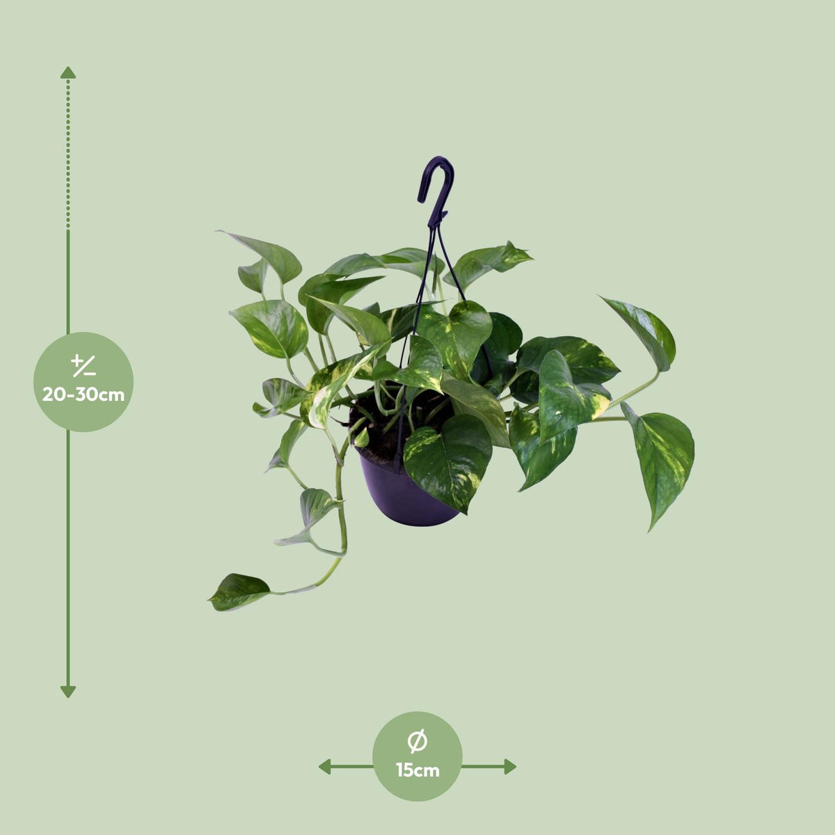 Epipremnum Aureum - Ø15cm - ↕30cm