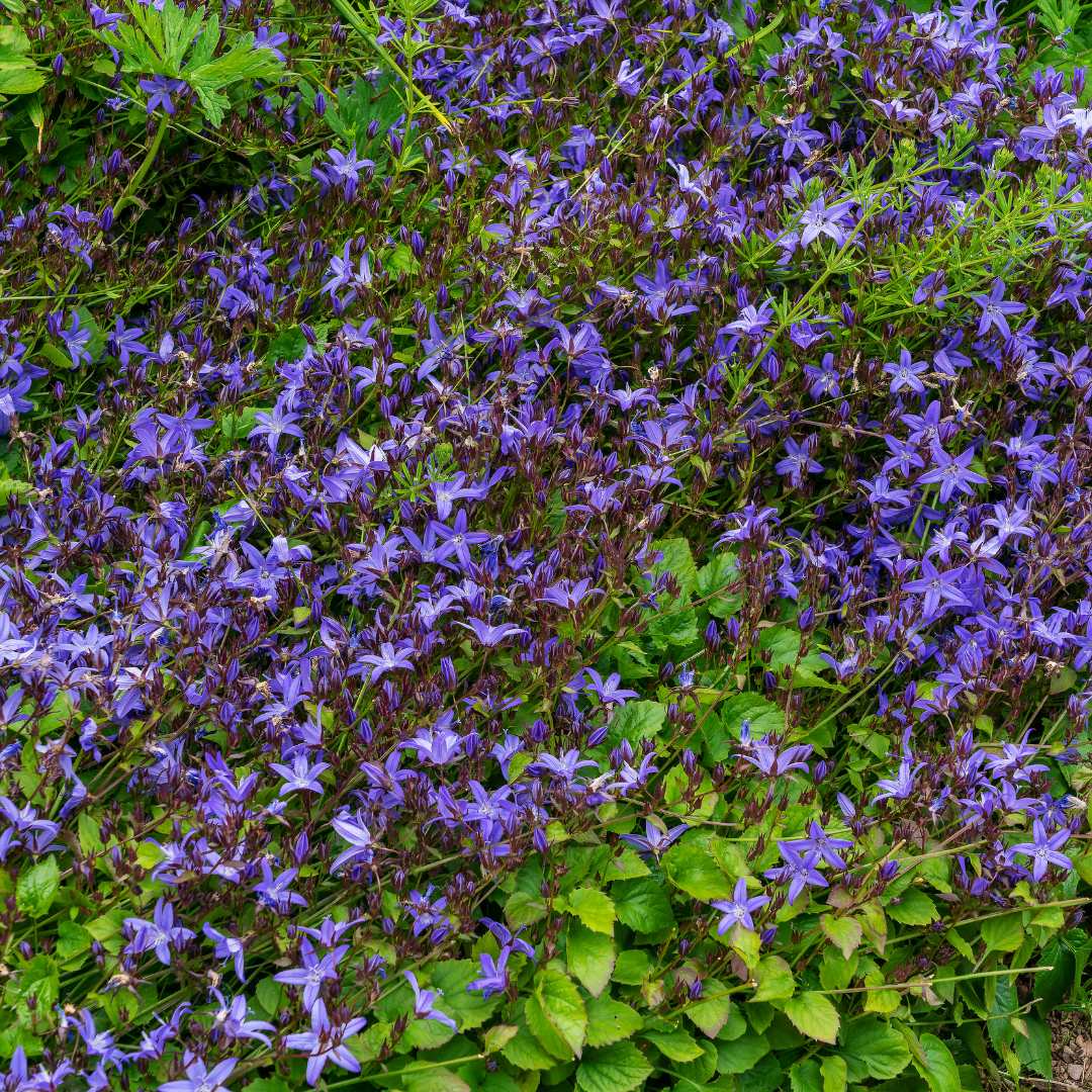 12x Campanula poscharskyana - ↕10-25cm - Ø9cm