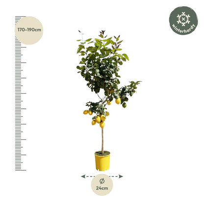 Citroenboom - 150 cm - ø30